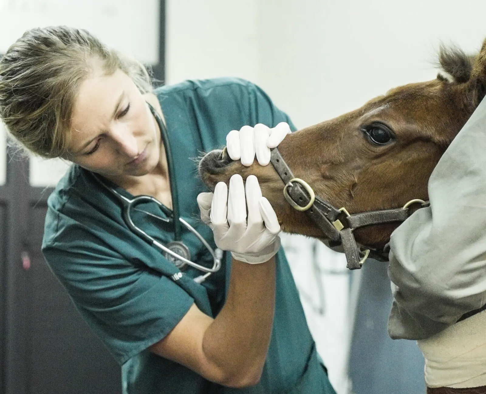 A vet examining a foal's mouth