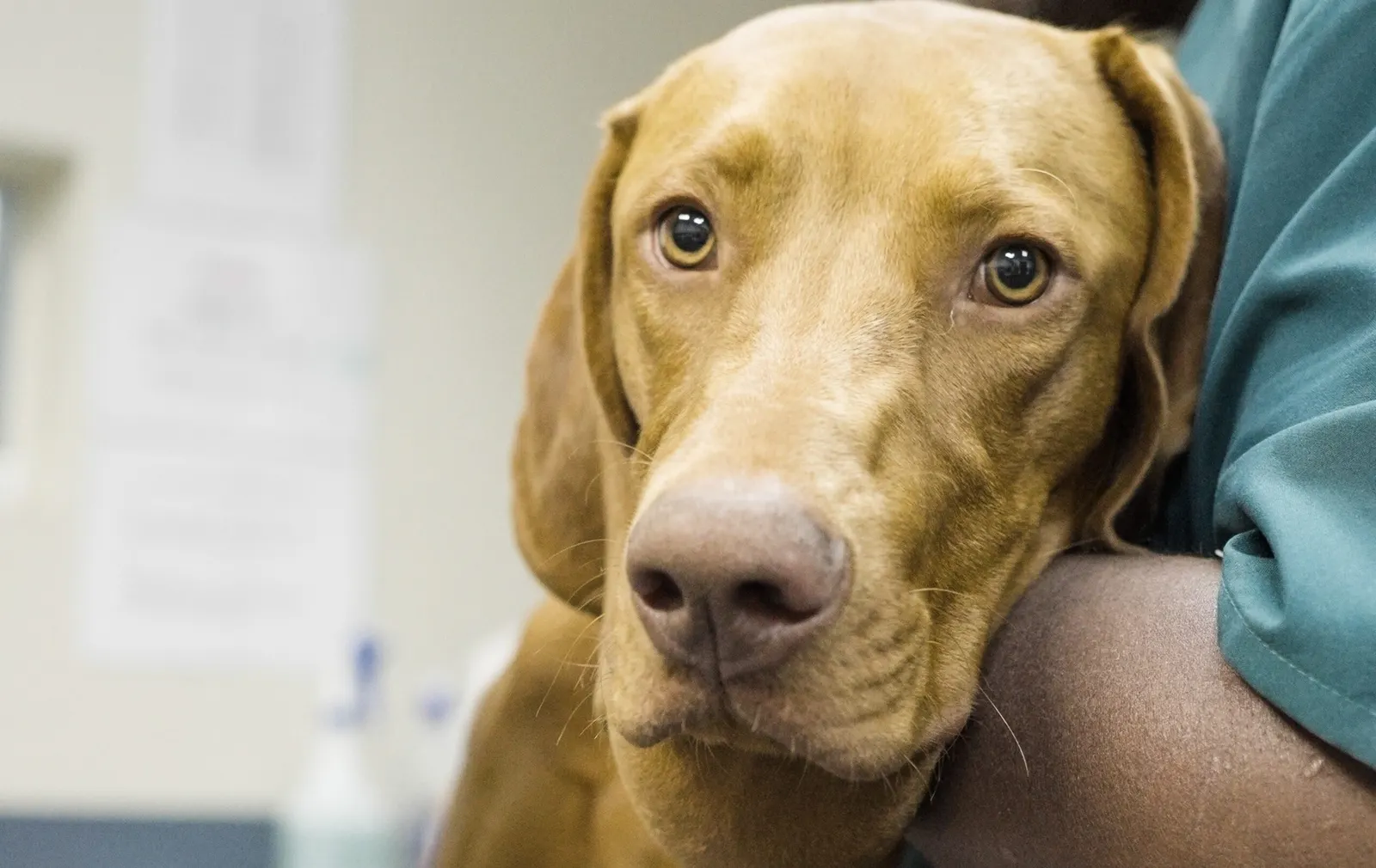 A Vizsla resting its chin on a vet's arm