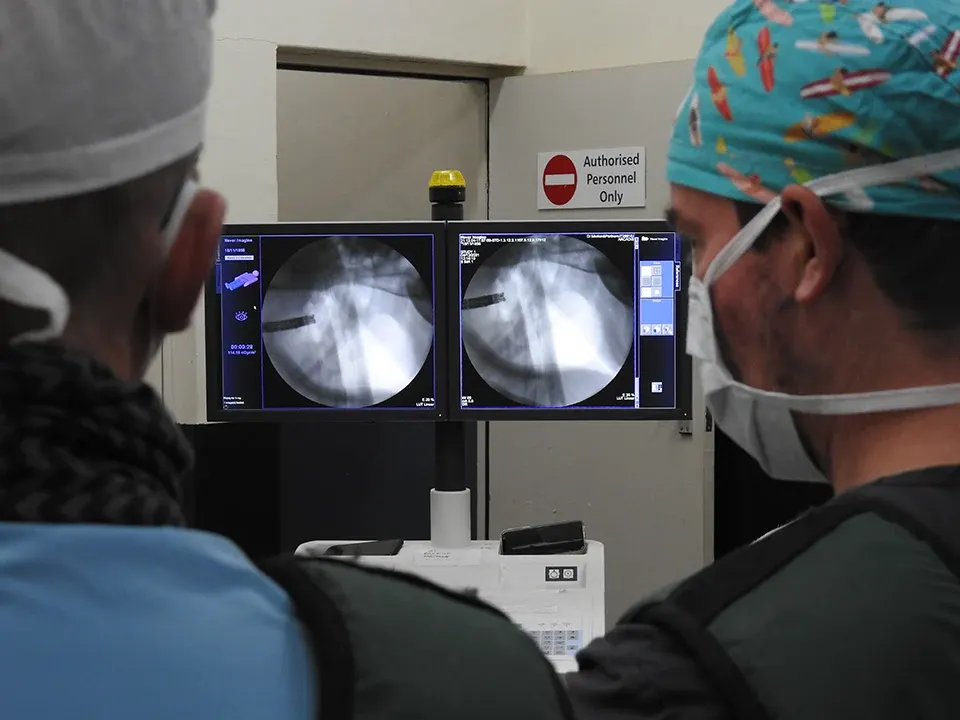 Vets reviewing equine radiographs