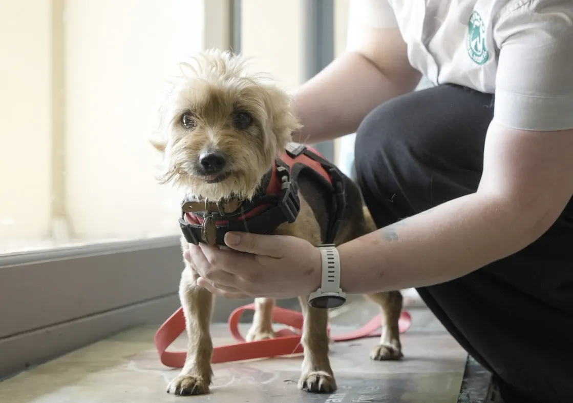 A small dog being weighed at reception