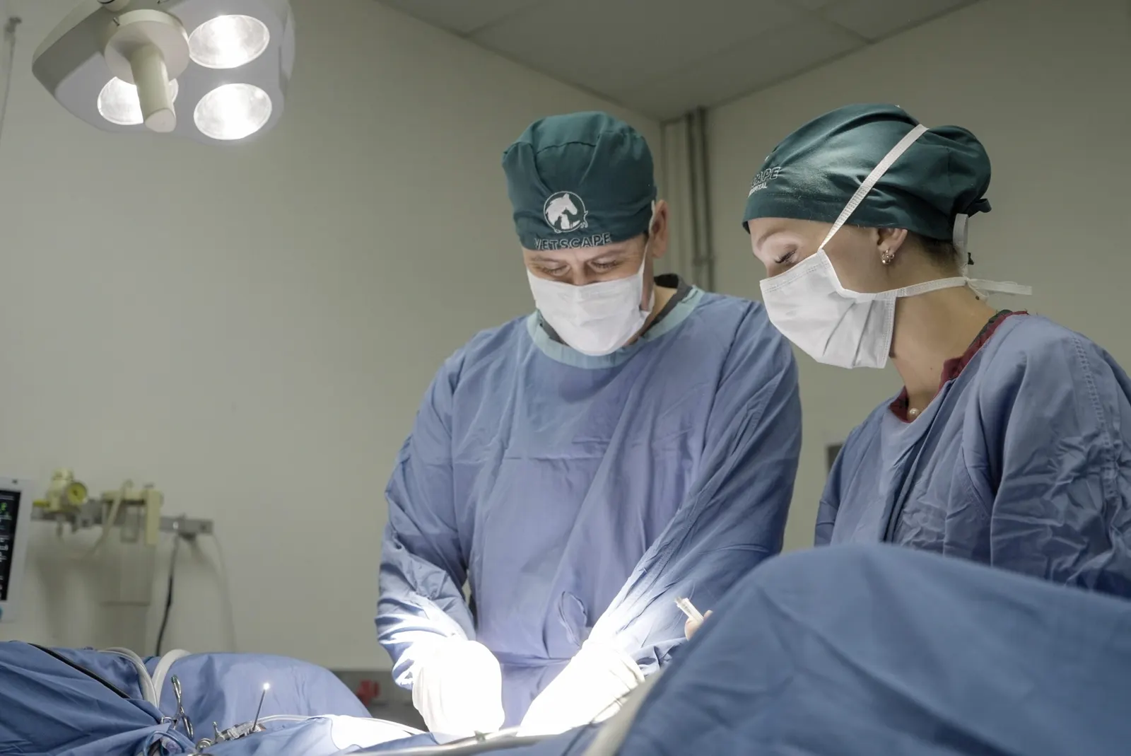 Surgeons operating in a small animal theatre