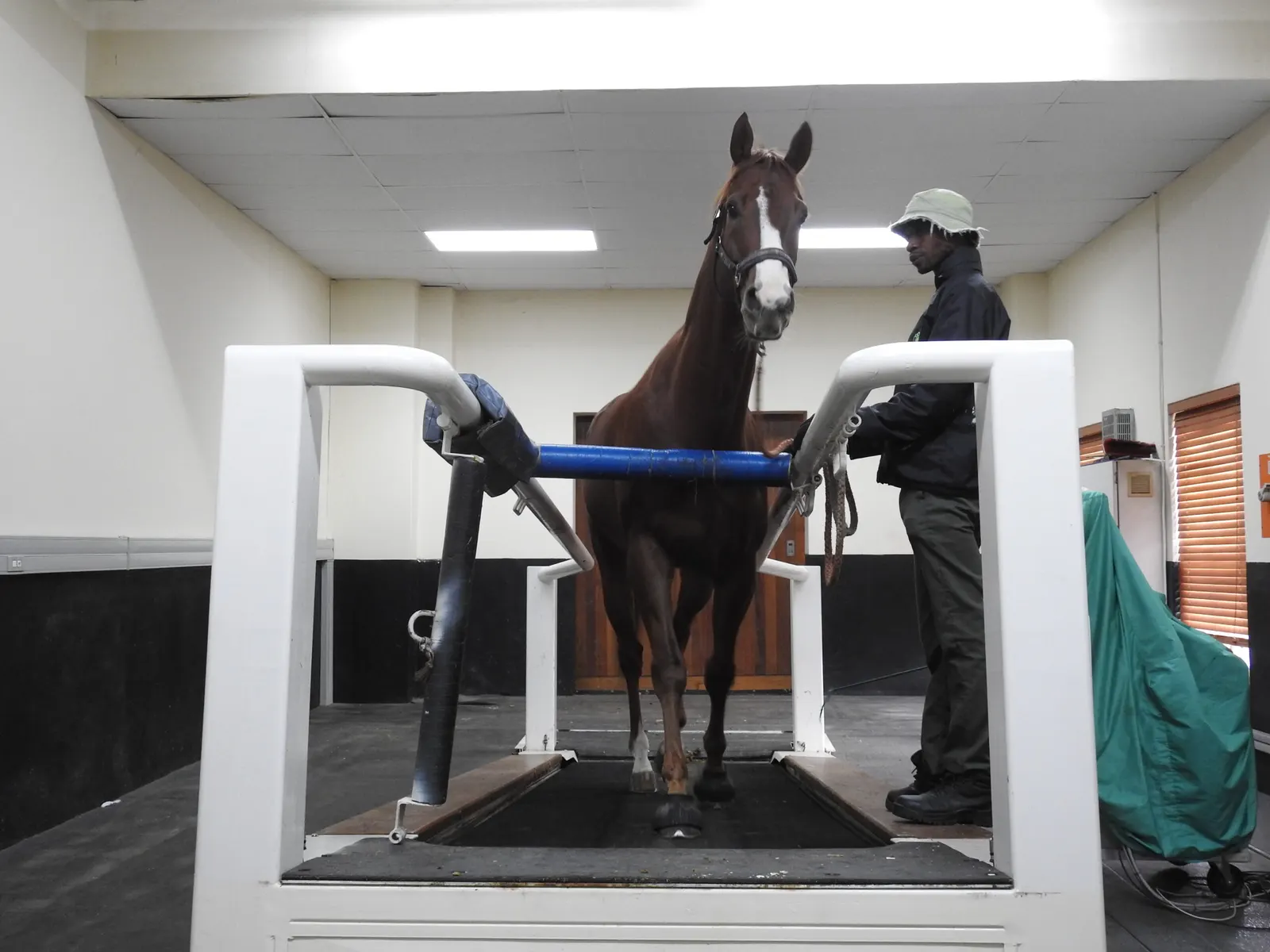 A horse on the high-speed treadmill
